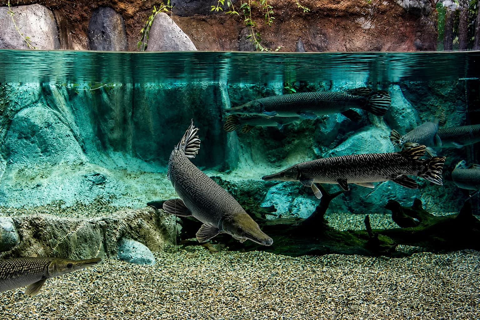 River Safari acrylic aquarium panel