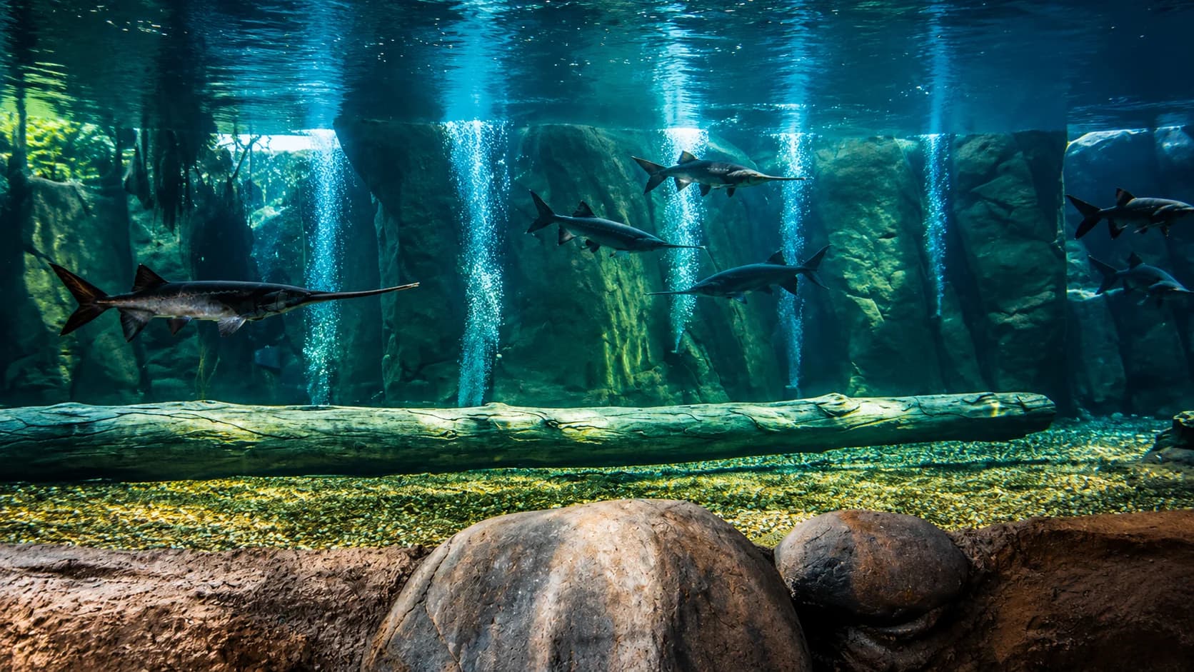 River Safari acrylic aquarium panel