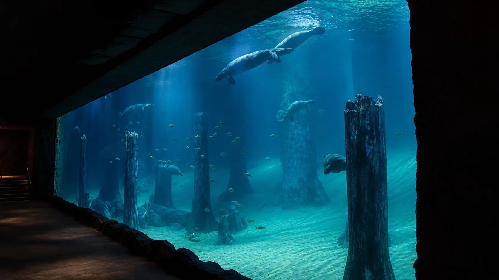Manatee pool acrylic panel — 325mm thick, 22m x 5m